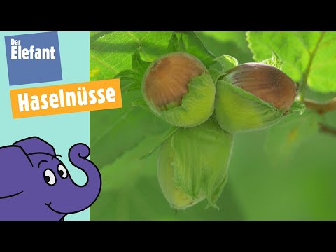 Vom Kätzchen zur Frucht - Wie wächst die Haselnuss? | Der Elefant | WDR