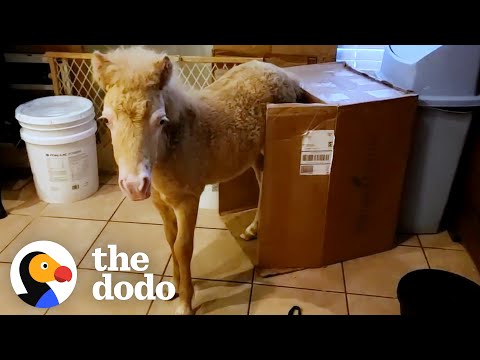 Rescued Mini Horse Grows Up