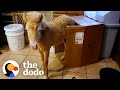 Baby Horse Grows Up In A House The Dodo