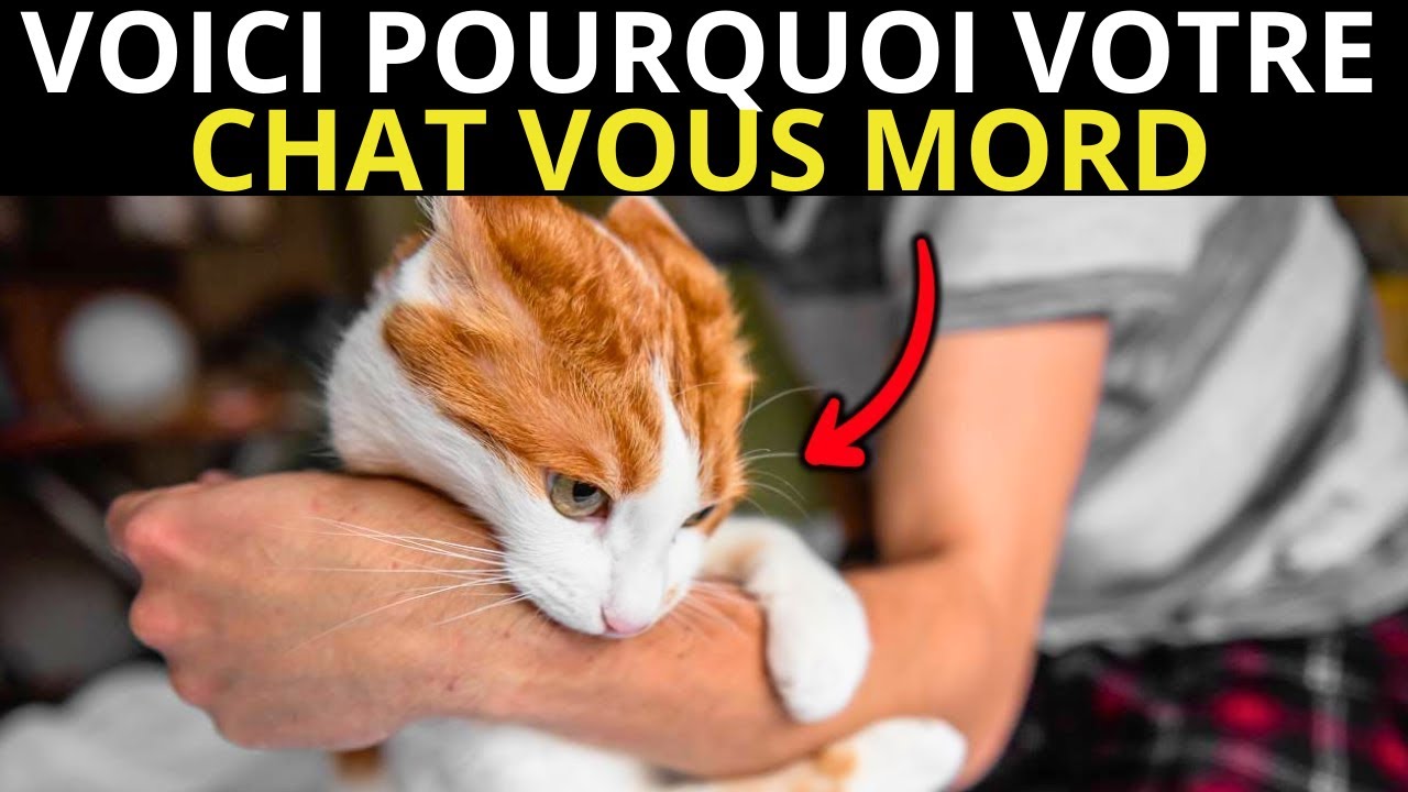 Si votre chat vous mord, il essaie de vous dire CECI...