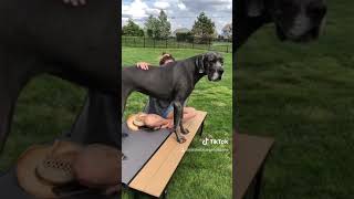 Glow Pup 1 ! Iris The Blue Great Dane