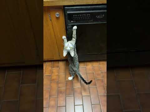 Cat makes bizarre squeaking noises when chasing a bug