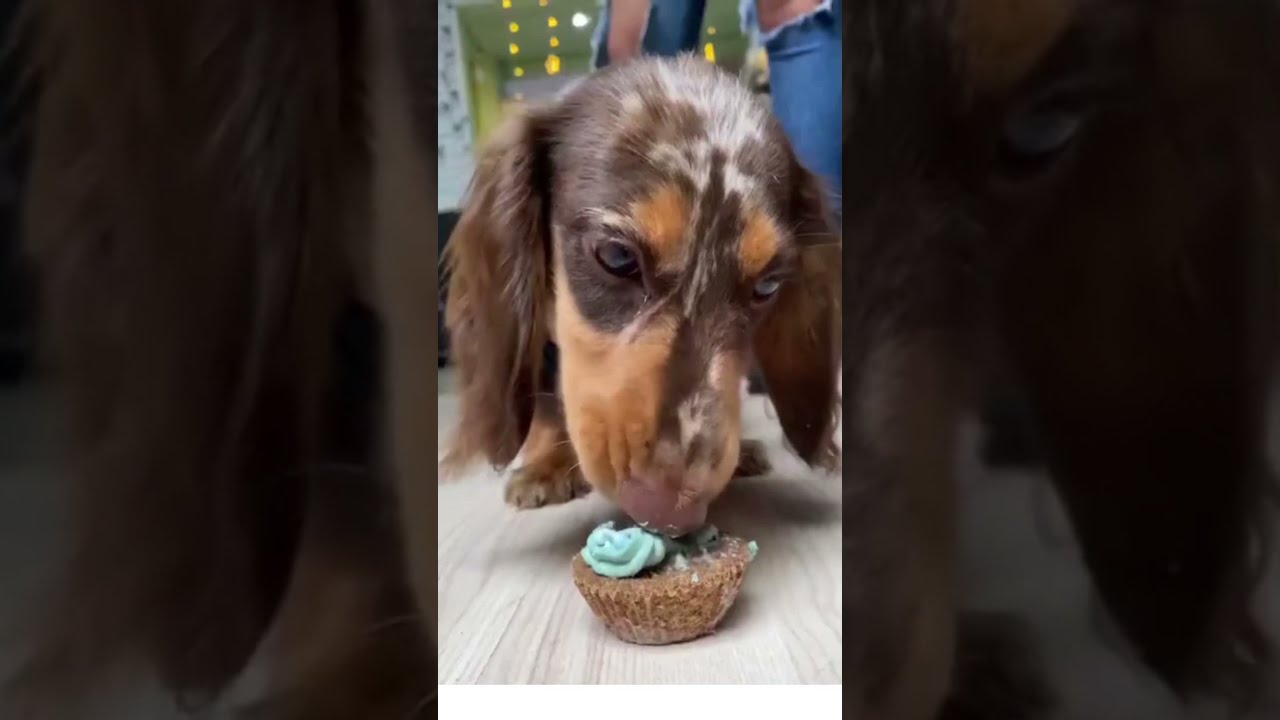 DOG EATING CUP CAKE #FUNNY #CATS #DOGS #EATING #CUPCAKE