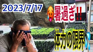 異常気象かなぁ！？今時期こんな暑かったか！🥵暑過ぎてフラフラ😵ブロッコリー鉢上げ作業・ブロッコリー栽培