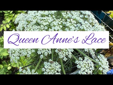 Thumbnail for Queen Anne’s lace - AKA wild carrot