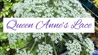 Queen Anne’s lace - AKA wild carrot