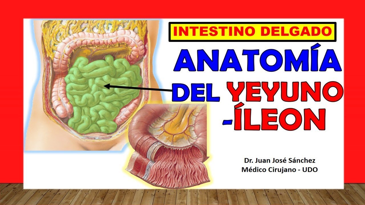 Intestino Delgado Anatomia O Que é Intestino Delgado Anatomia O Que é