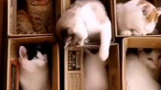 KEDİ DİYALOGLARI