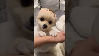 栗まんじゅう先輩の眉間のシワを完全に再現しているマルスくん #ちいかわ #ポメラニアン #犬 #vlog