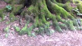 Natur Meditation, ich bin Licht!