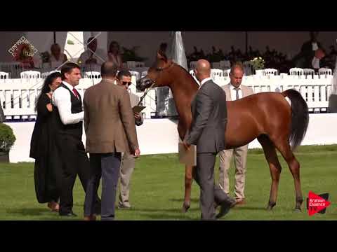 N.3 HDM BELLA CIAO - Chantilly 2019 AHO World Cup - Yearling Fillies (Class 1A)