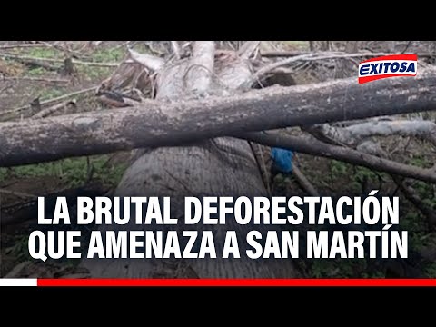 🔴🔵 Bajo Huallaga: La brutal deforestación que amenaza a San Martín