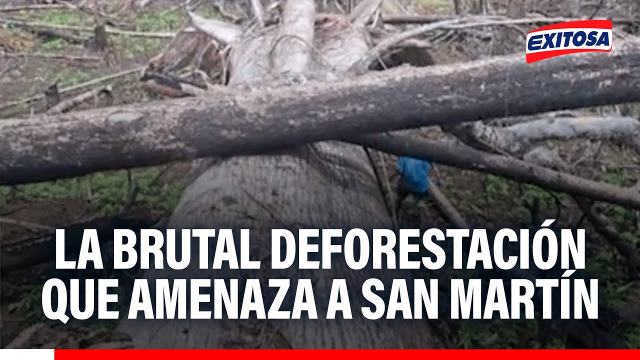 🔴🔵 Bajo Huallaga: La brutal deforestación que amenaza a San Martín