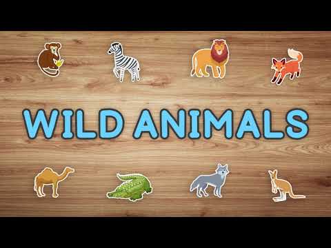 Wild Animals and Their Plurals: English ESL video lessons