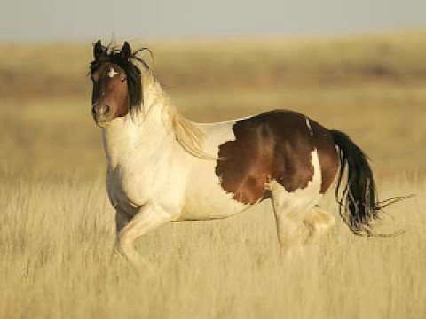 ODJILA - Jehal Cigan