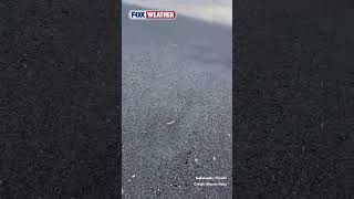 Tiny Translucent Creatures Bounce Along Florida Beach, Baffling Experts