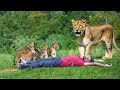 Lion attack man in forest | lion attack hunter | lion attack stories part 10