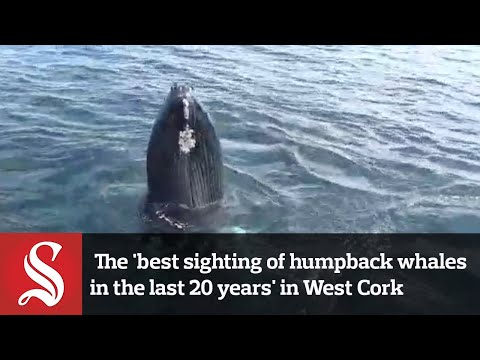 Incredible footage the 'best sighting of humpback whales in the last 20 years' in West Cork