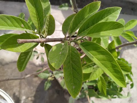 Growing custard apple (shareefa) in a pot and summer care
