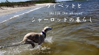 ウィペット、2歳の初泳ぎ