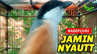 Download lagu CENDET MALAS PUN AKAN NYAUT APALAGI MASTERAN CENDET PASTI BAKAL NARUNG DIJAMIN mp3