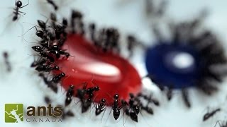 Time Lapse - Ants Drinking Honey