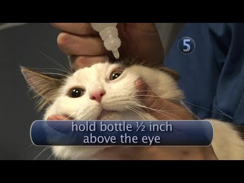 How To Apply Cat Eye Drops