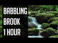 1 HOUR | Nature Sounds | Babbling Brook