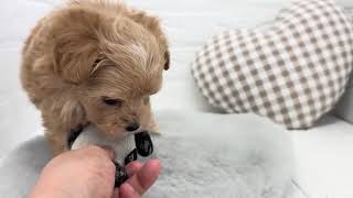 ハーフ犬の動画01