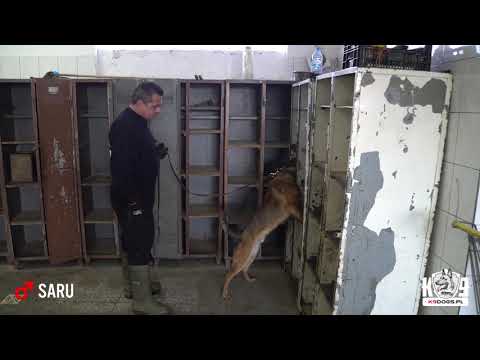 SARU - K9 Prosper - Single Purpose