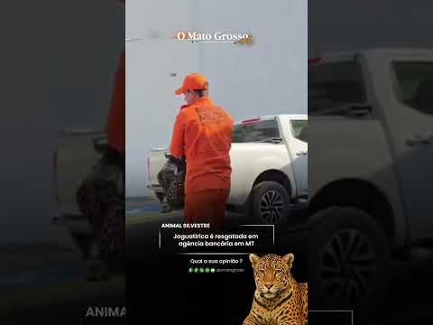 Jaguatirica é resgatada em agência bancária em MT