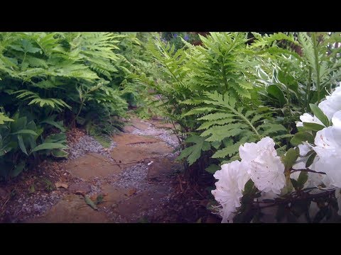 Environment Matters Weekly - Add a Rain Garden to Your Landscape