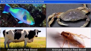 CBSE Class 11 Biology || Biological Classification System || Full Chapter || By Shiksha House