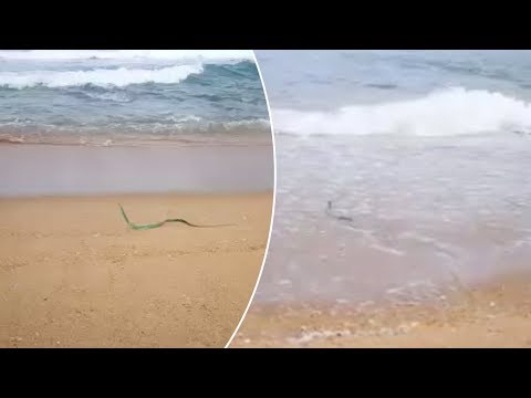 Green Mamba Goes Swimming