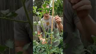 How To Prune & Stake San Marzano Tomatoes (indeterminate)