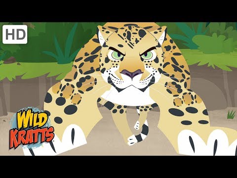 Wild Kratts - Showcasing Beautiful Animals #2 | Kids Videos