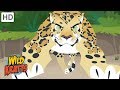 Wild Kratts - Showcasing Beautiful Animals # | Kids Videos
