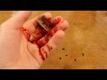 No! Nail through finger! DEMONETIZED.