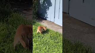 Video preview image #1 Chihuahua-Unknown Mix Puppy For Sale in San Francisco, CA, USA