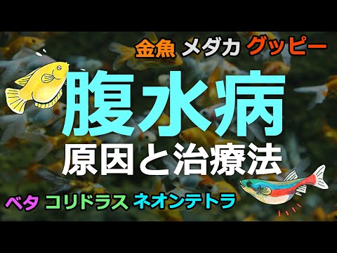 魚の病気の腹水