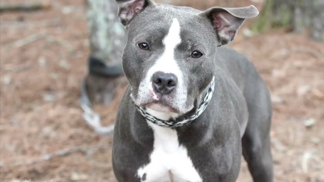Enlarge Sapphire #19282, a ADOPTABLE mixed breed in Monroe, GA video 2/6