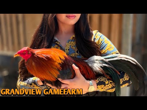 Sweater Asil Yellow leg hatch - GRANDVIEW FARM