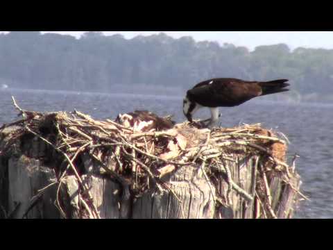 Osprey Nesting