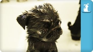 80 Seconds Of Precious Pug Puppies In A Tub