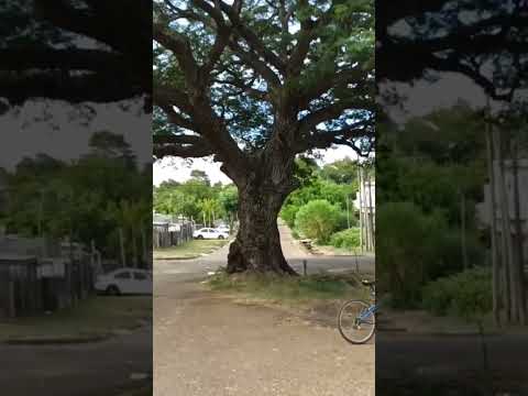 ÁRBOL en medio de la CALLE✨ en Salto, Uruguay 🇺🇾 #saltouruguay #patrimonio #travelvlog