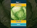 cabbage - 卷心菜 video thumbnail