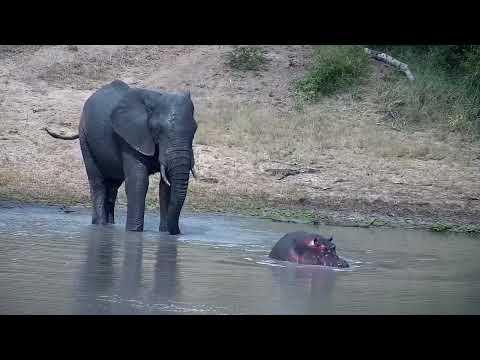 Djuma: Lone Elephant and second Hippo enters the dam - 15:24 - 01/23/2023