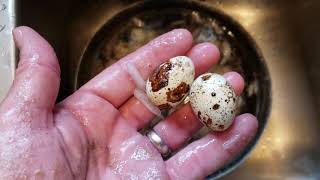How To Make Perfect Easy Peel Hard Boiled Quail  Eggs.