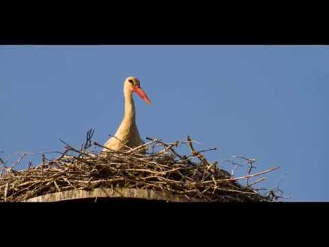 Ansambel Stari znanci - V Prekmurje