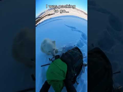 A Baby Bear Ran Into His Tent — Wolves Were Right Behind